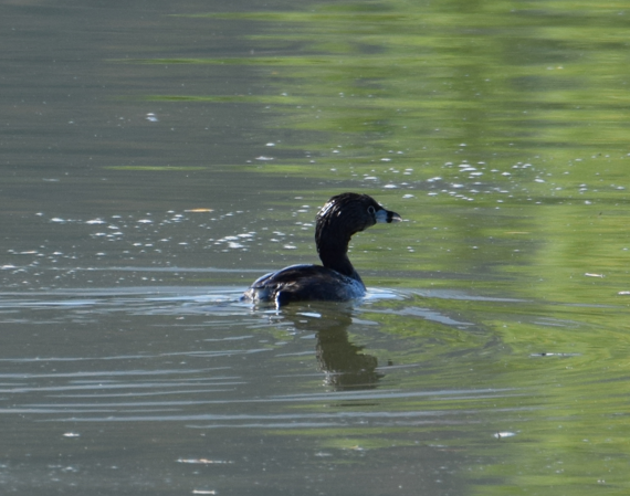 Pied-billed Grebe - ML612349101