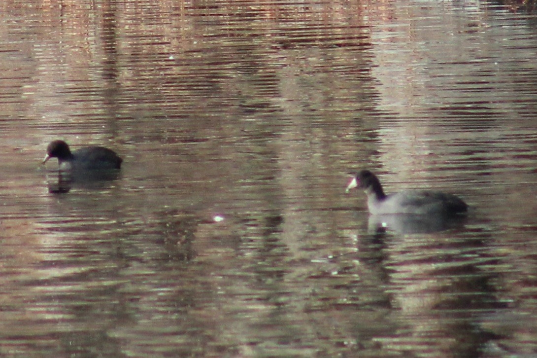 American Coot (Red-shielded) - ML612349124