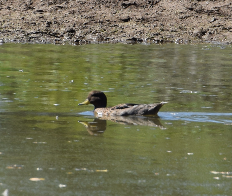 Yellow-billed Teal - Felipe Undurraga