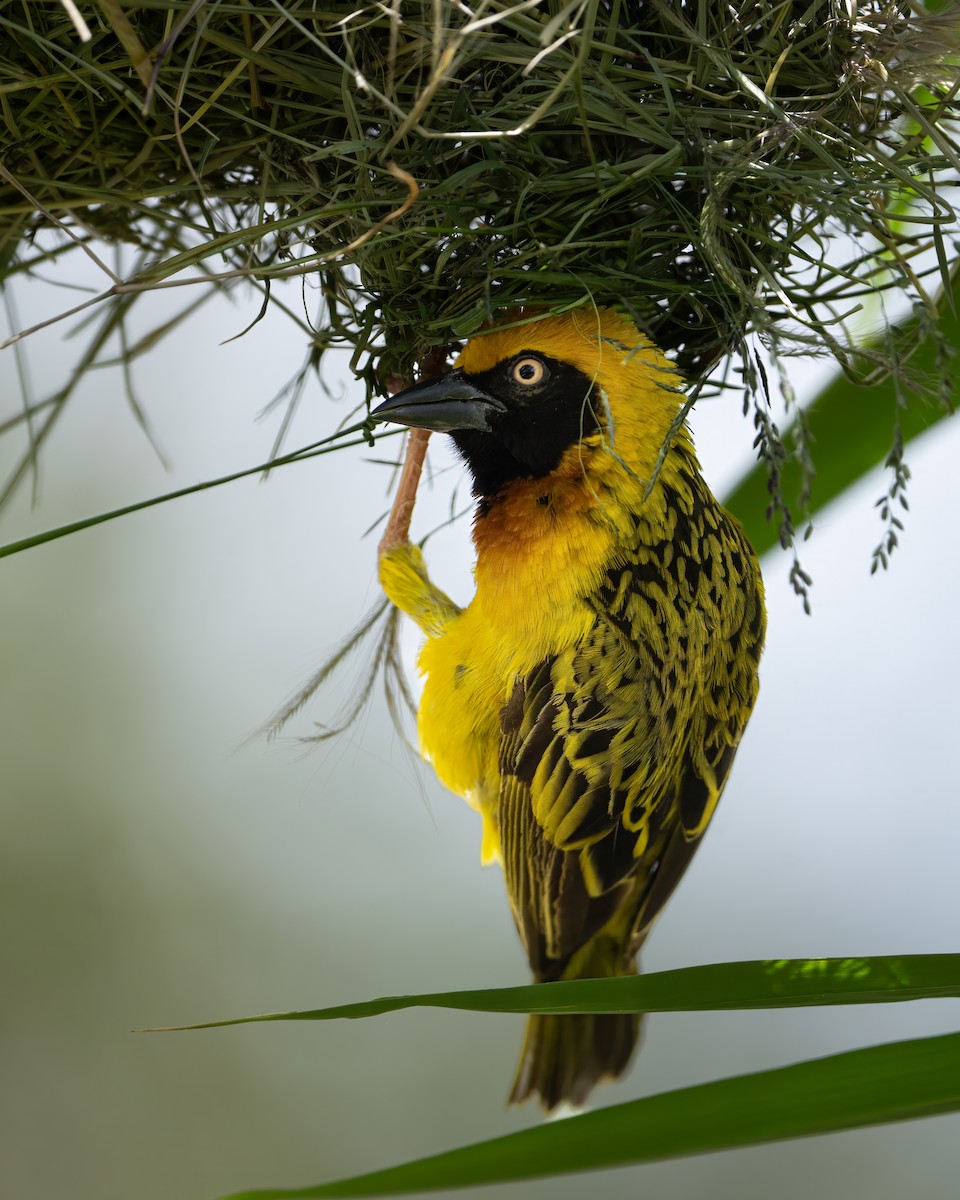 Speke's Weaver - ML612349137