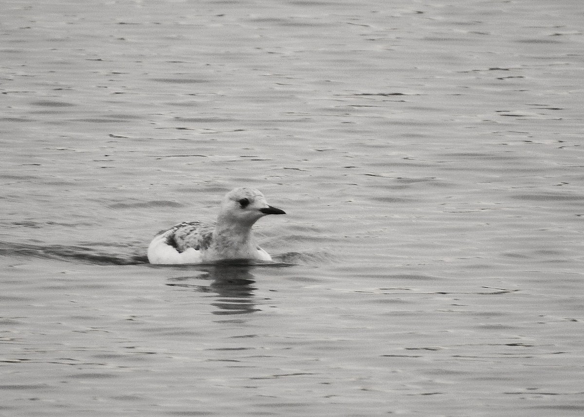 Black Guillemot - Denise Albert