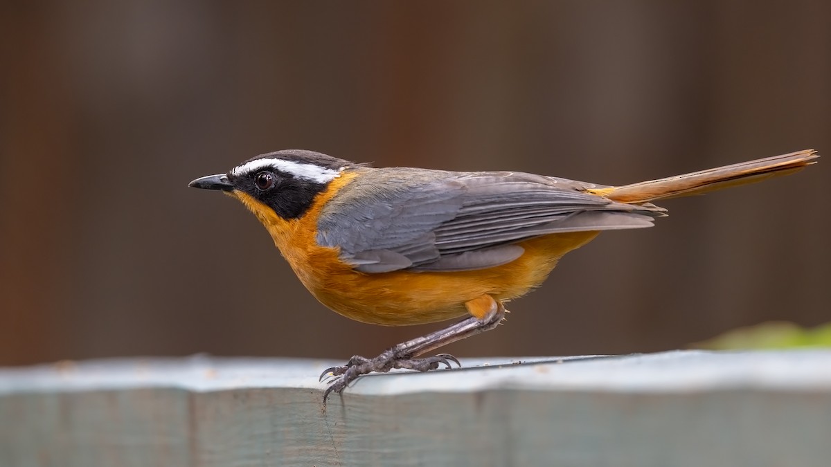 White-browed Robin-Chat - ML612349207