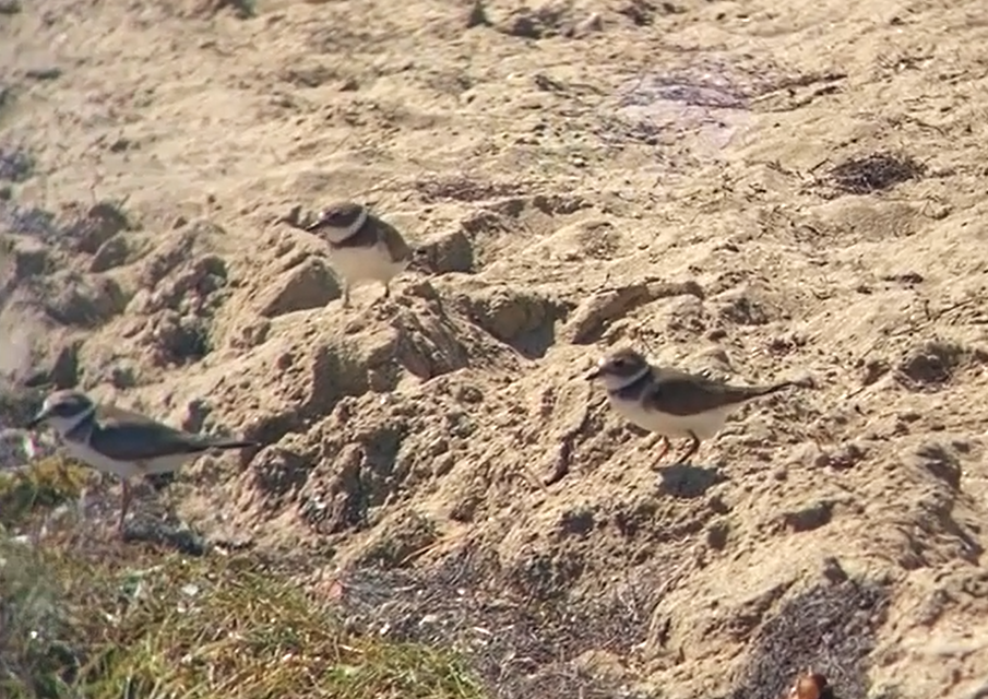 Semipalmated Plover - ML612349249