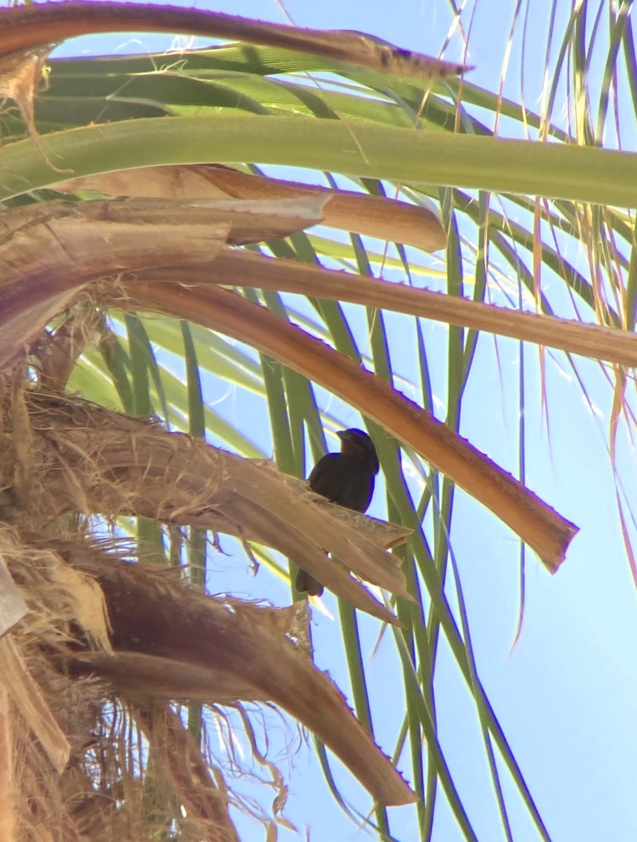 Lesser Antillean Bullfinch - irina shulgina