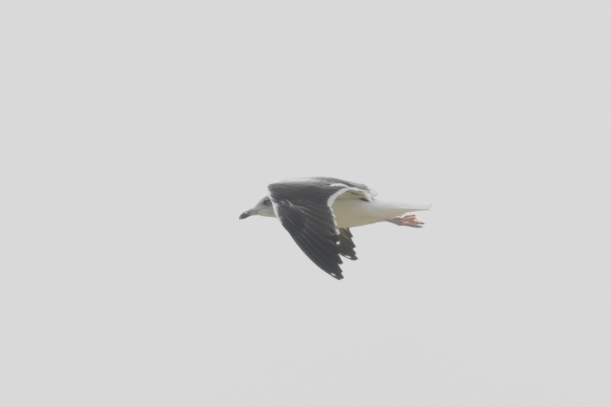 Lesser Black-backed Gull - ML612349294