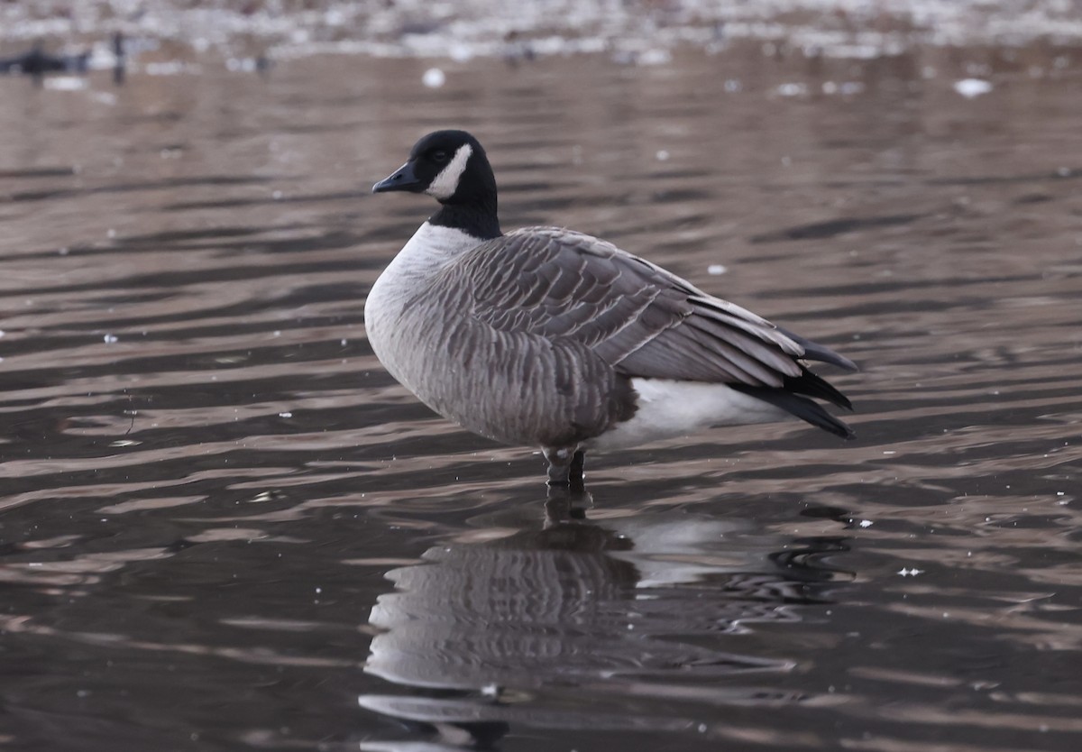 Canada Goose - ML612349297