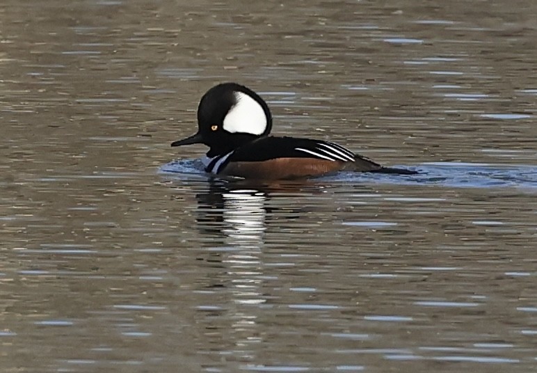 Hooded Merganser - ML612349310