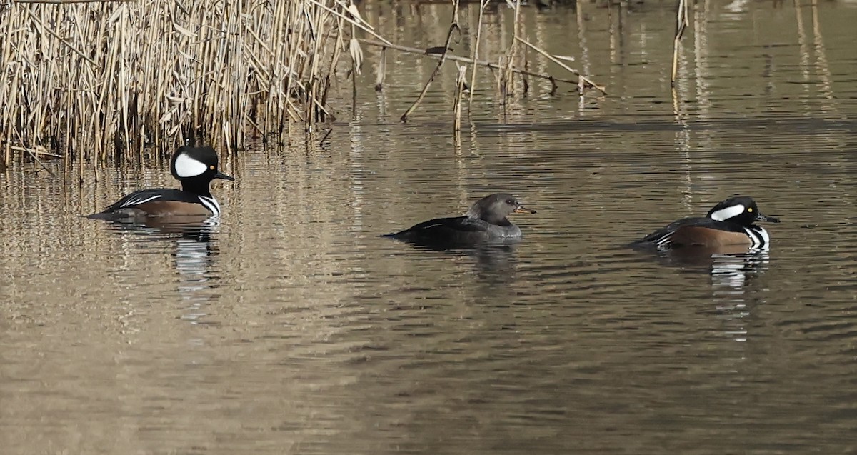 Hooded Merganser - ML612349311