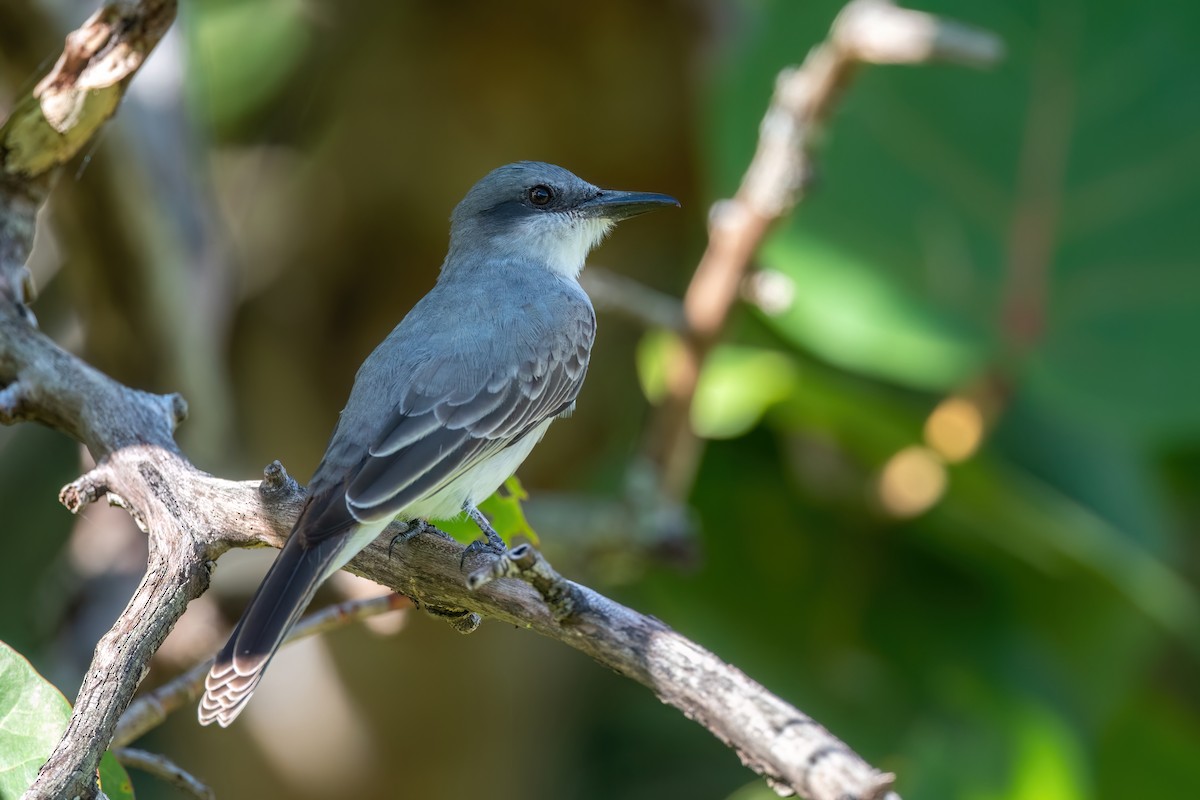 Gray Kingbird - ML612349313