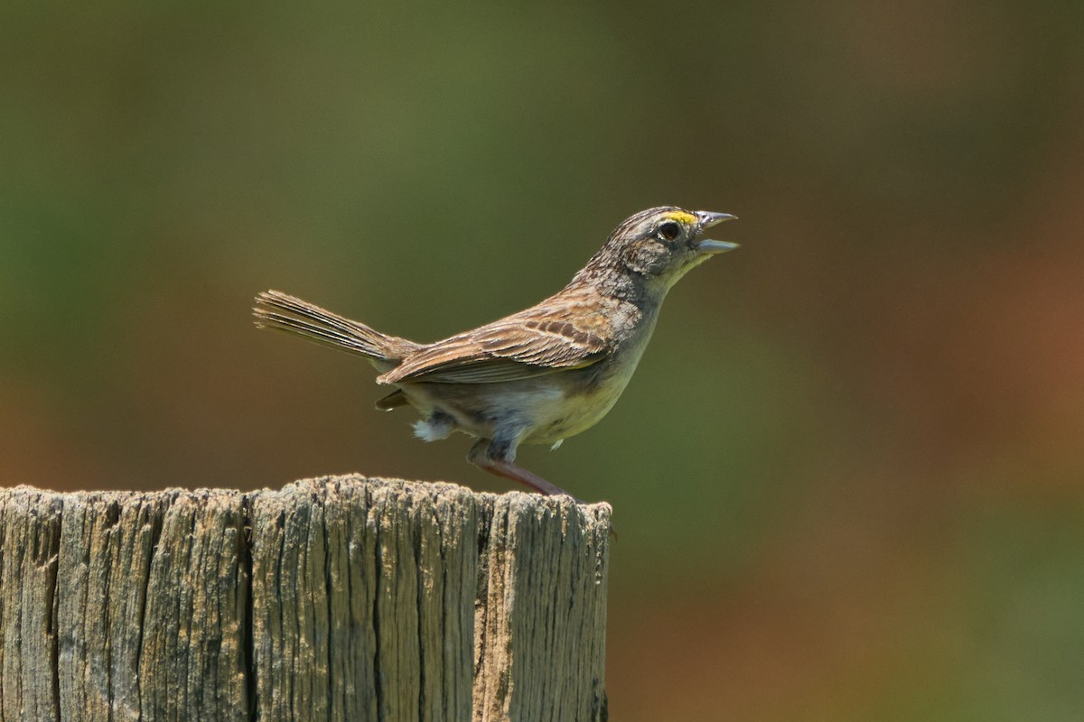 Grassland Sparrow - ML612349319