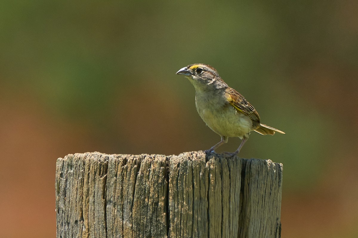 Grassland Sparrow - ML612349320