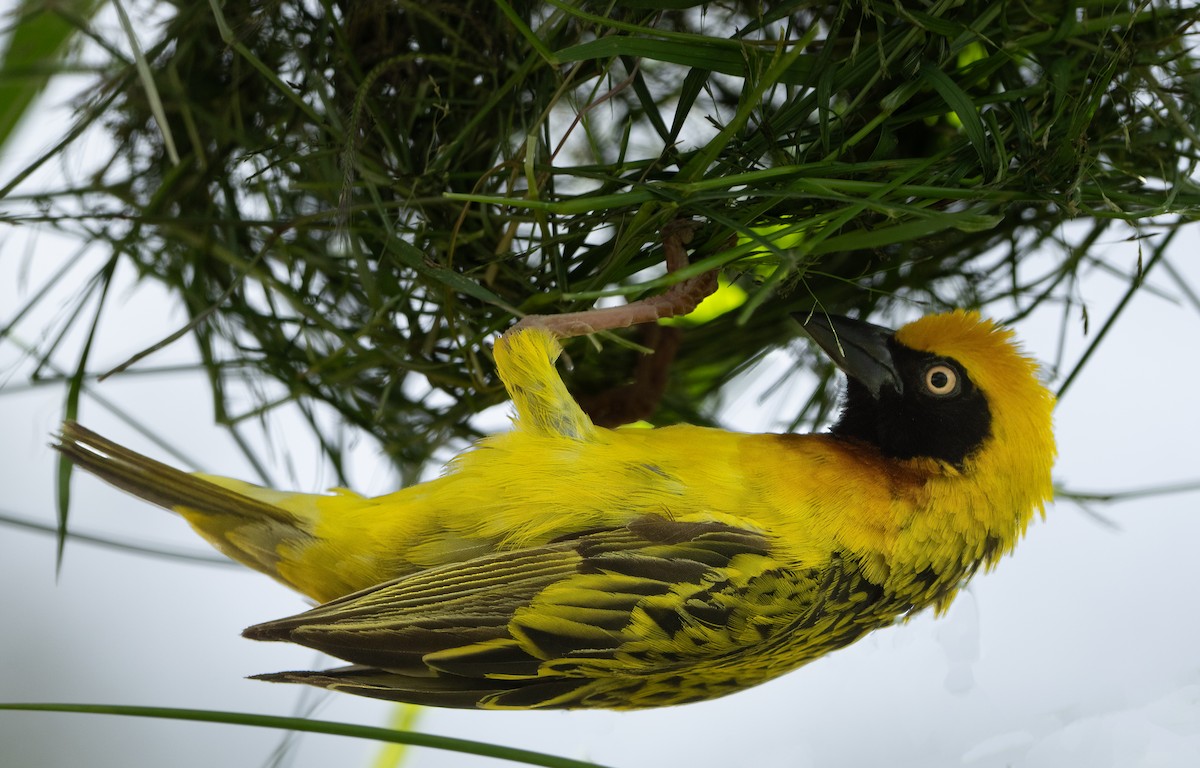 Speke's Weaver - Pete Myers