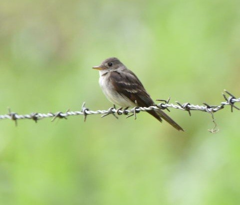 Alder/Willow Flycatcher (Traill's Flycatcher) - ML612349357