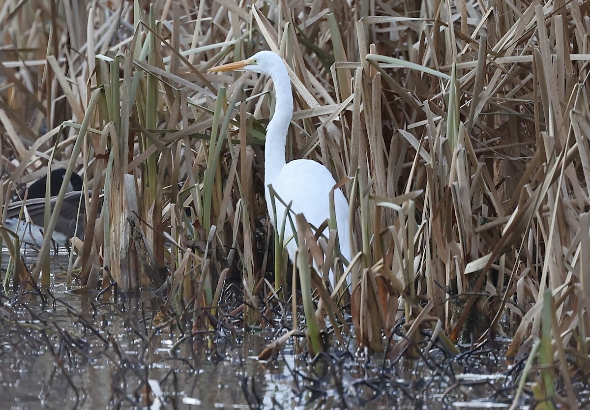 Great Egret - ML612349371