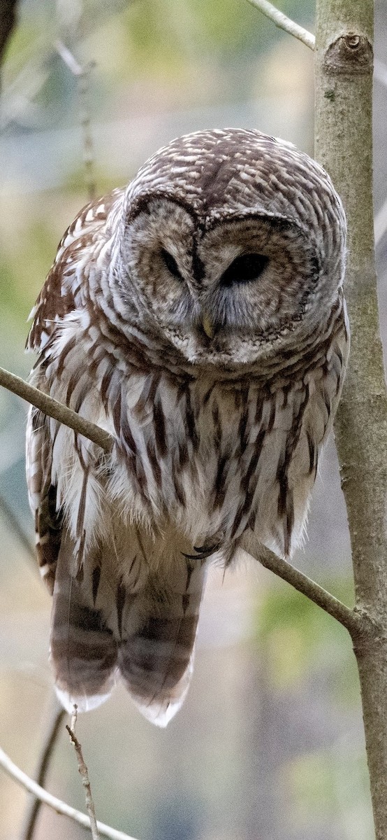 Barred Owl - ML612349413