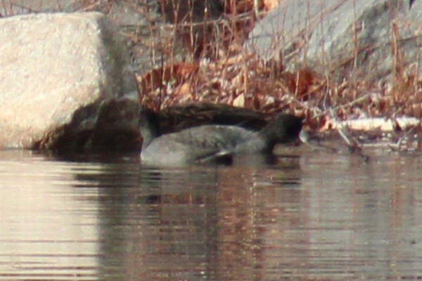 American Coot (Red-shielded) - ML612349416