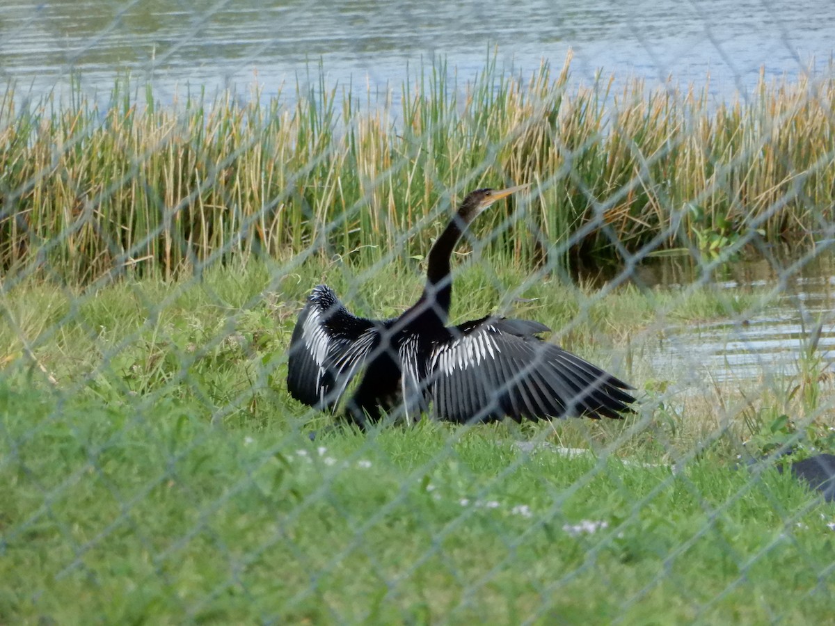 Anhinga d'Amérique - ML612349437