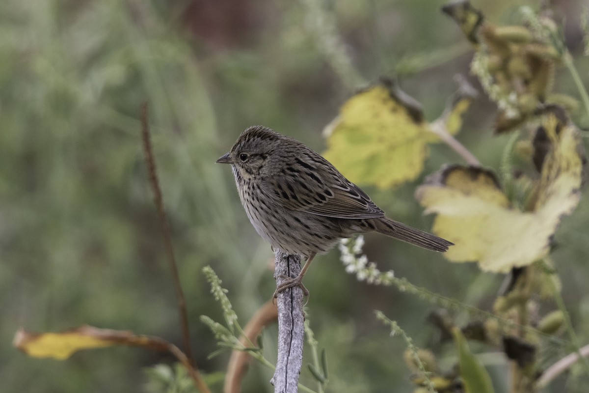 Lincoln's Sparrow - ML612349441