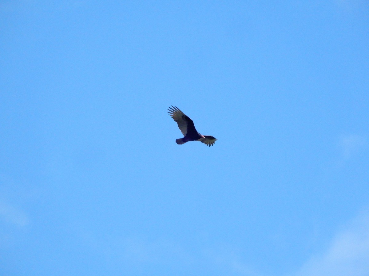 Turkey Vulture - Lyndsey Hartsfield