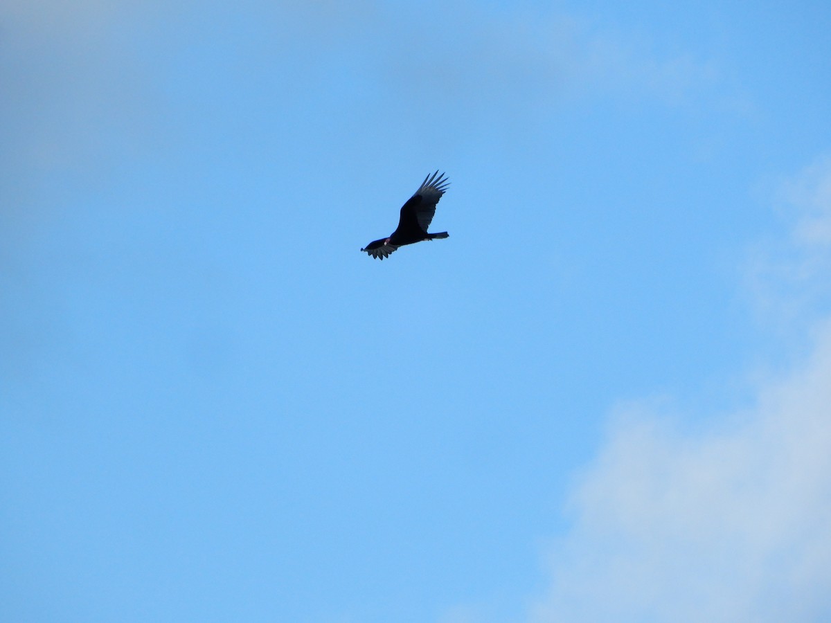 Turkey Vulture - ML612349468