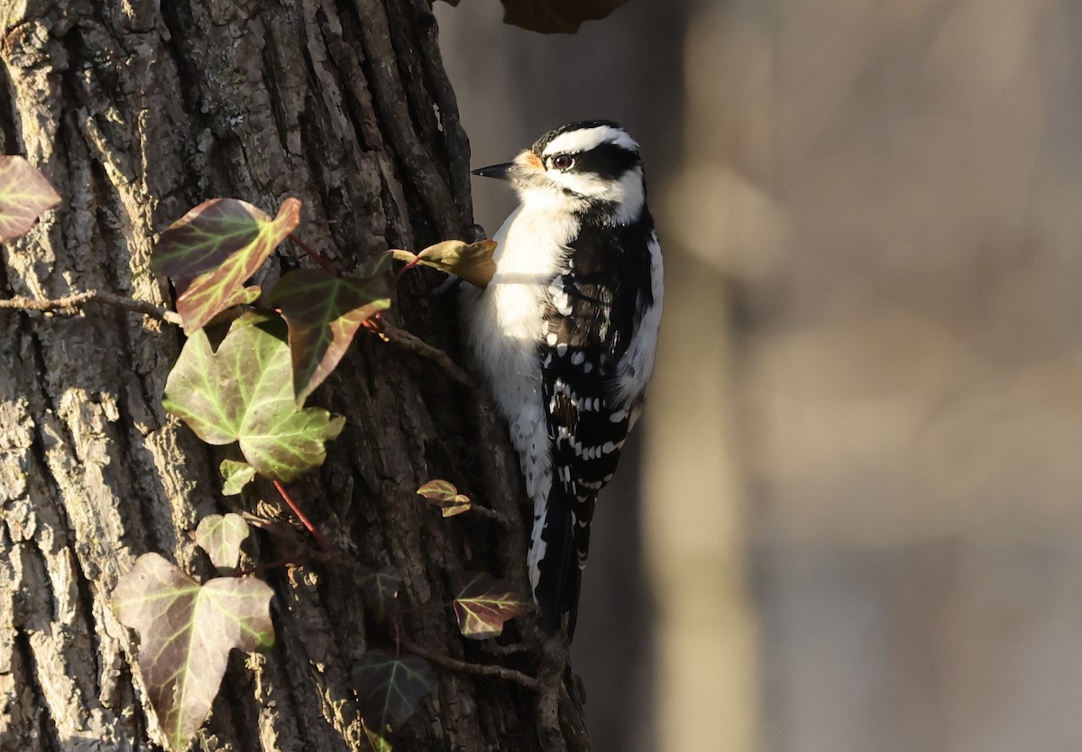 Downy Woodpecker - ML612349478