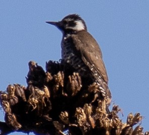 Arizona Woodpecker - ML612349479