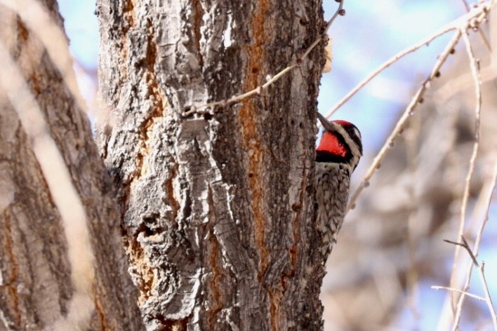 Yellow-bellied Sapsucker - ML612349480