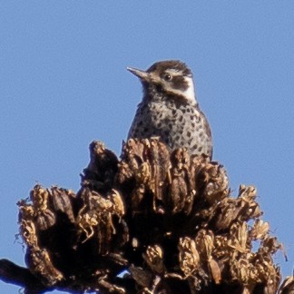 Arizona Woodpecker - ML612349487