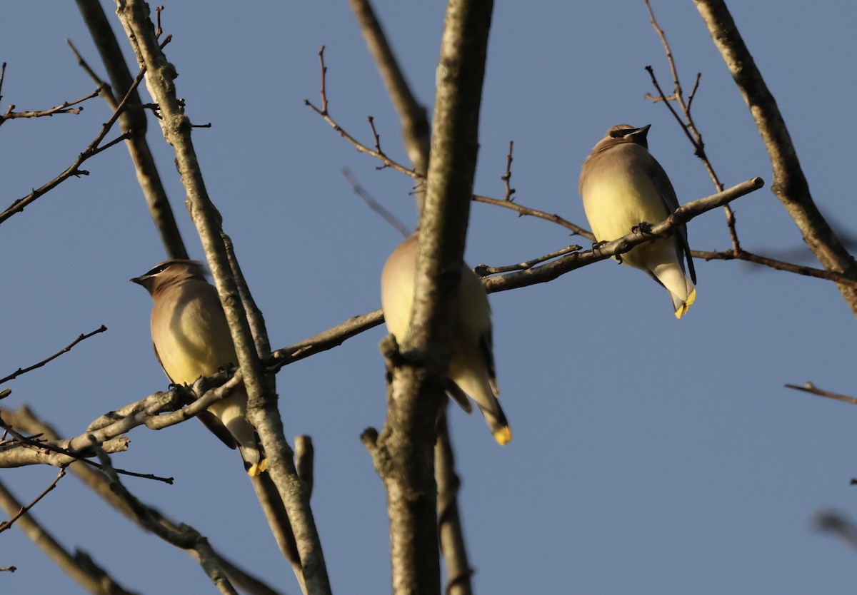 Cedar Waxwing - ML612349490