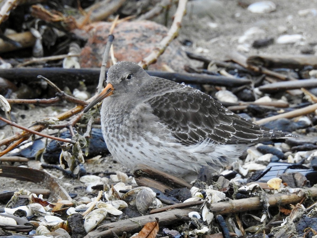 Purple Sandpiper - Linda Standfield