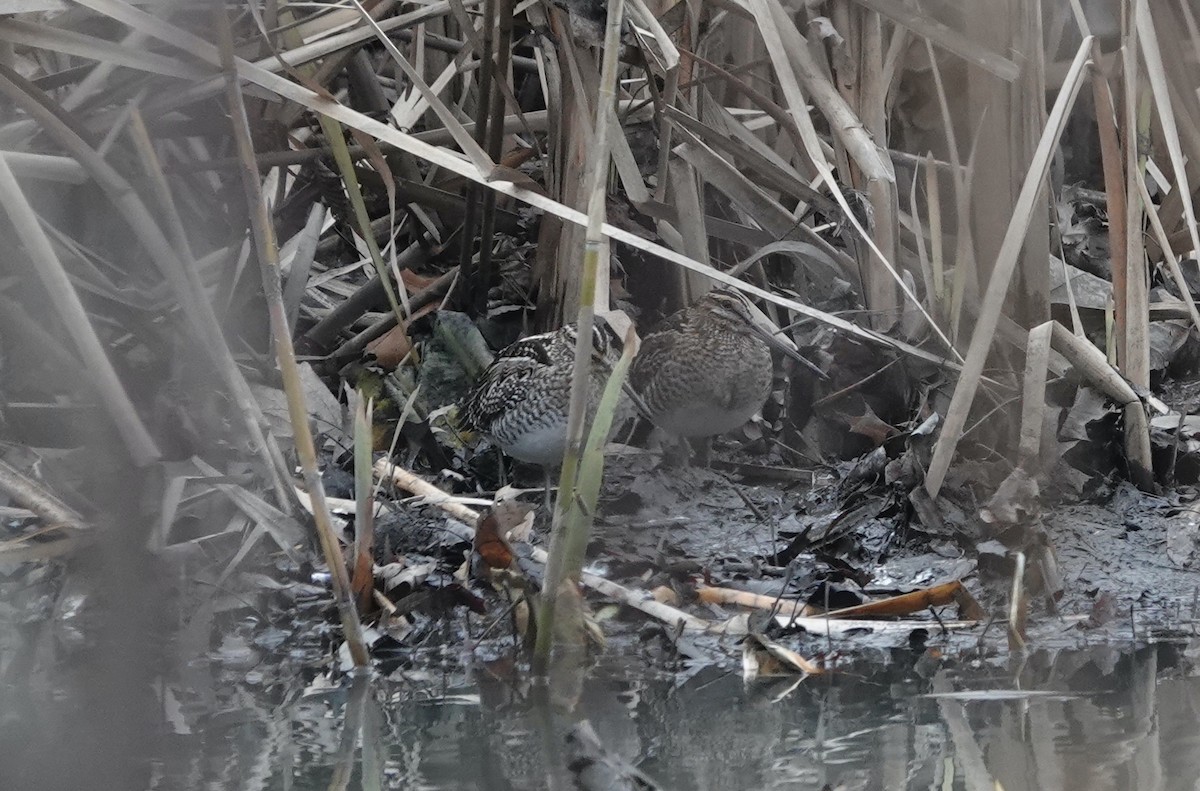 Wilson's Snipe - ML612349506