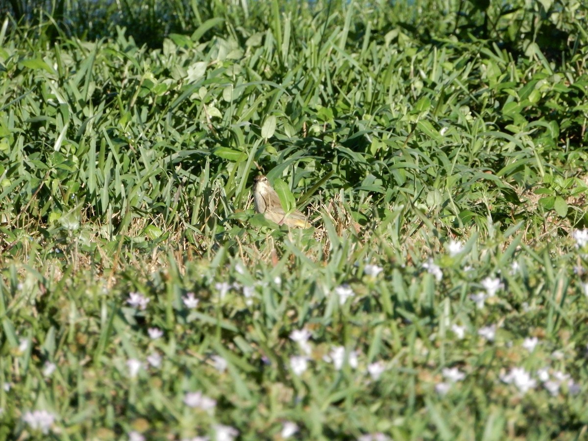 Palm Warbler (Western) - Lyndsey Hartsfield