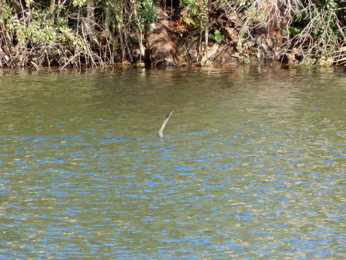 Anhinga - Lyndsey Hartsfield