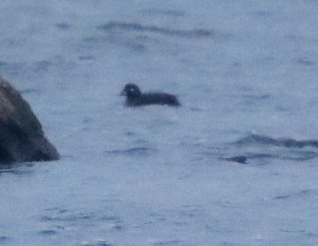 Harlequin Duck - Ruth Smith