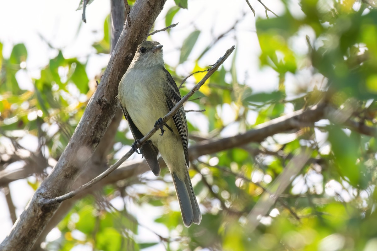 Caribbean Elaenia - ML612349611