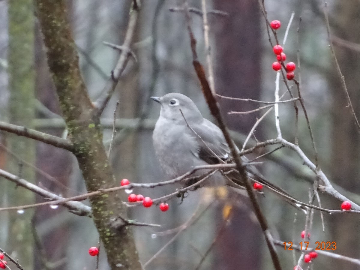 Townsend's Solitaire - Todd Ward