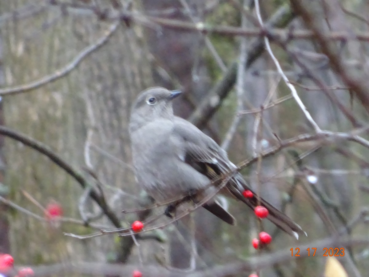 Townsend's Solitaire - Todd Ward