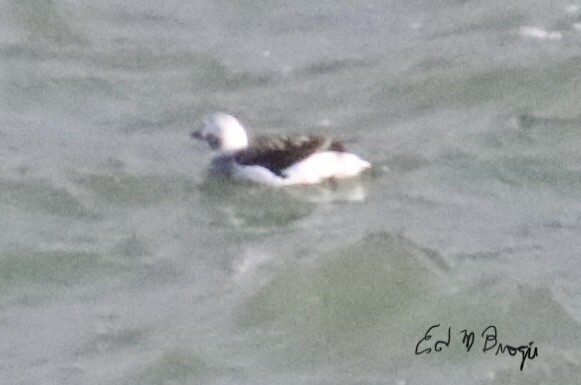 Long-tailed Duck - Ed M. Brogie