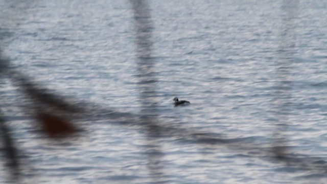 Long-tailed Duck - ML612349754