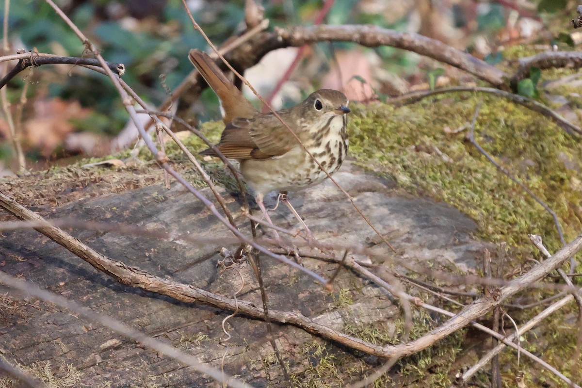 チャイロコツグミ - ML612349791