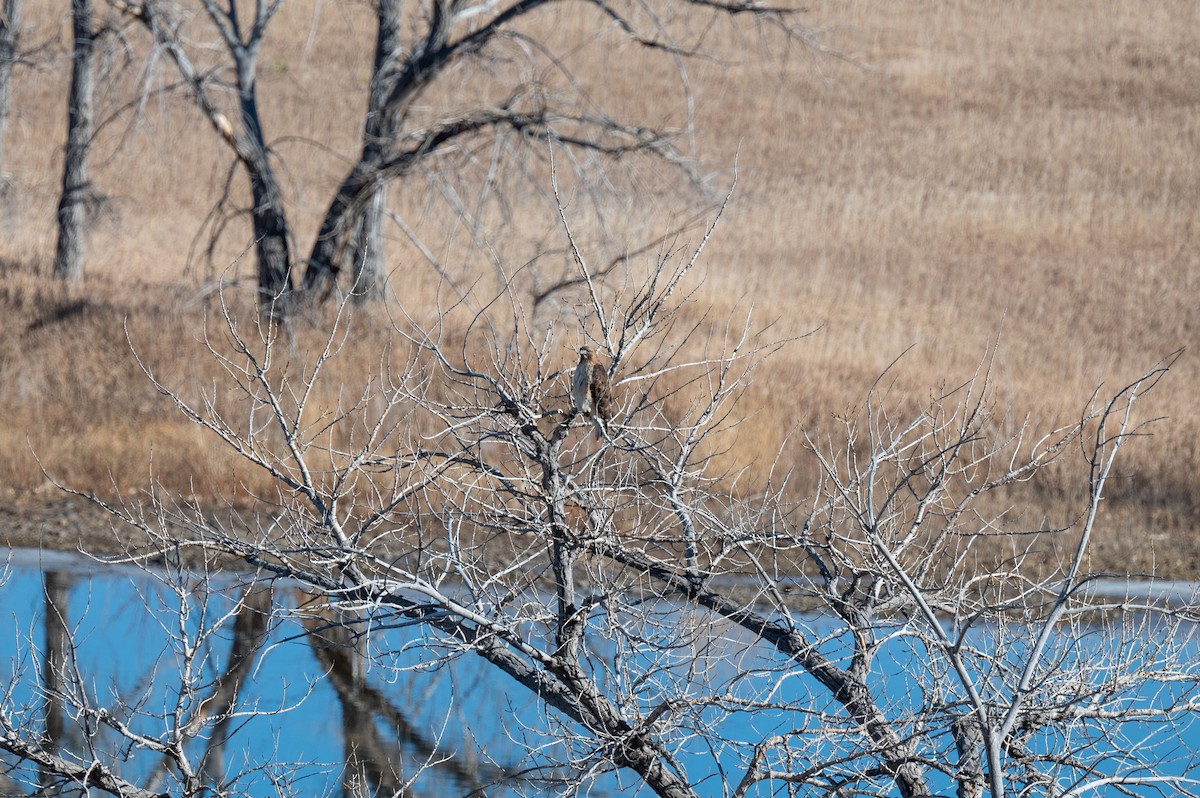 Red-tailed Hawk - ML612349836