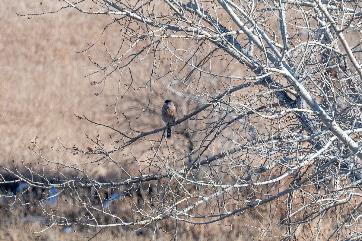 Cooper's Hawk - ML612349837