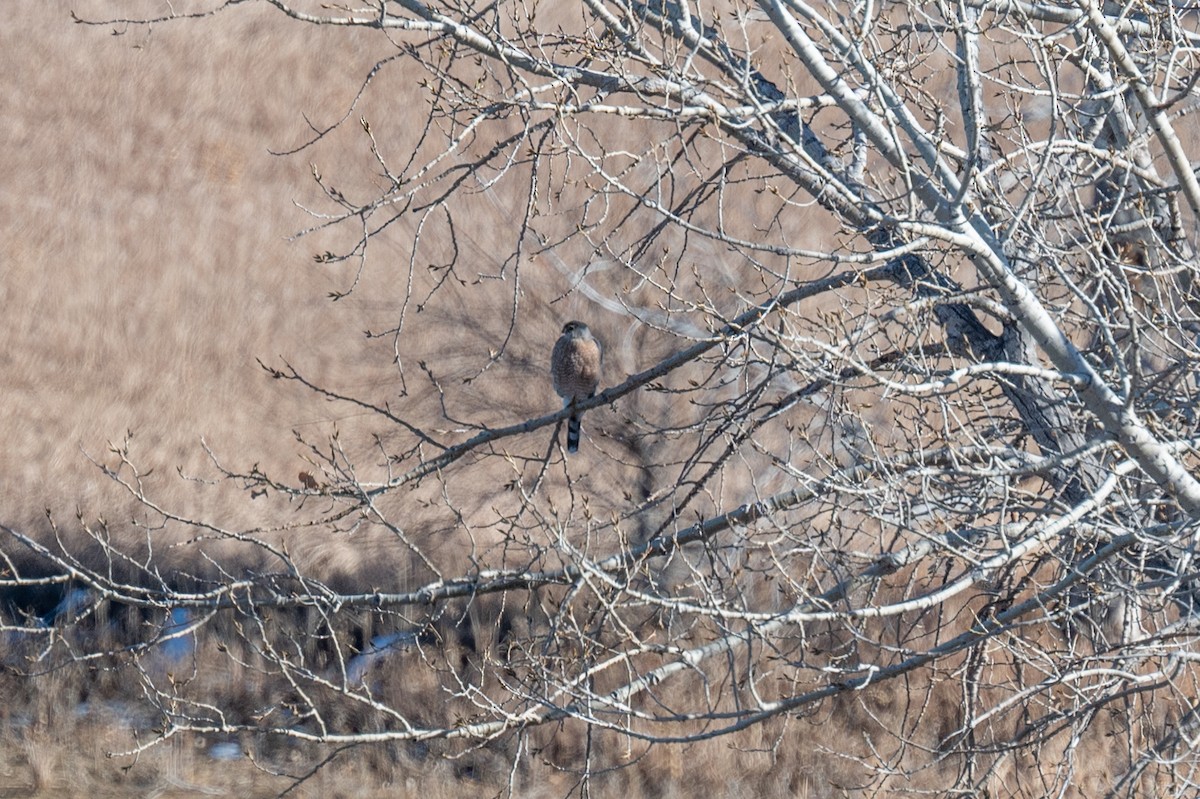 Cooper's Hawk - ML612349839