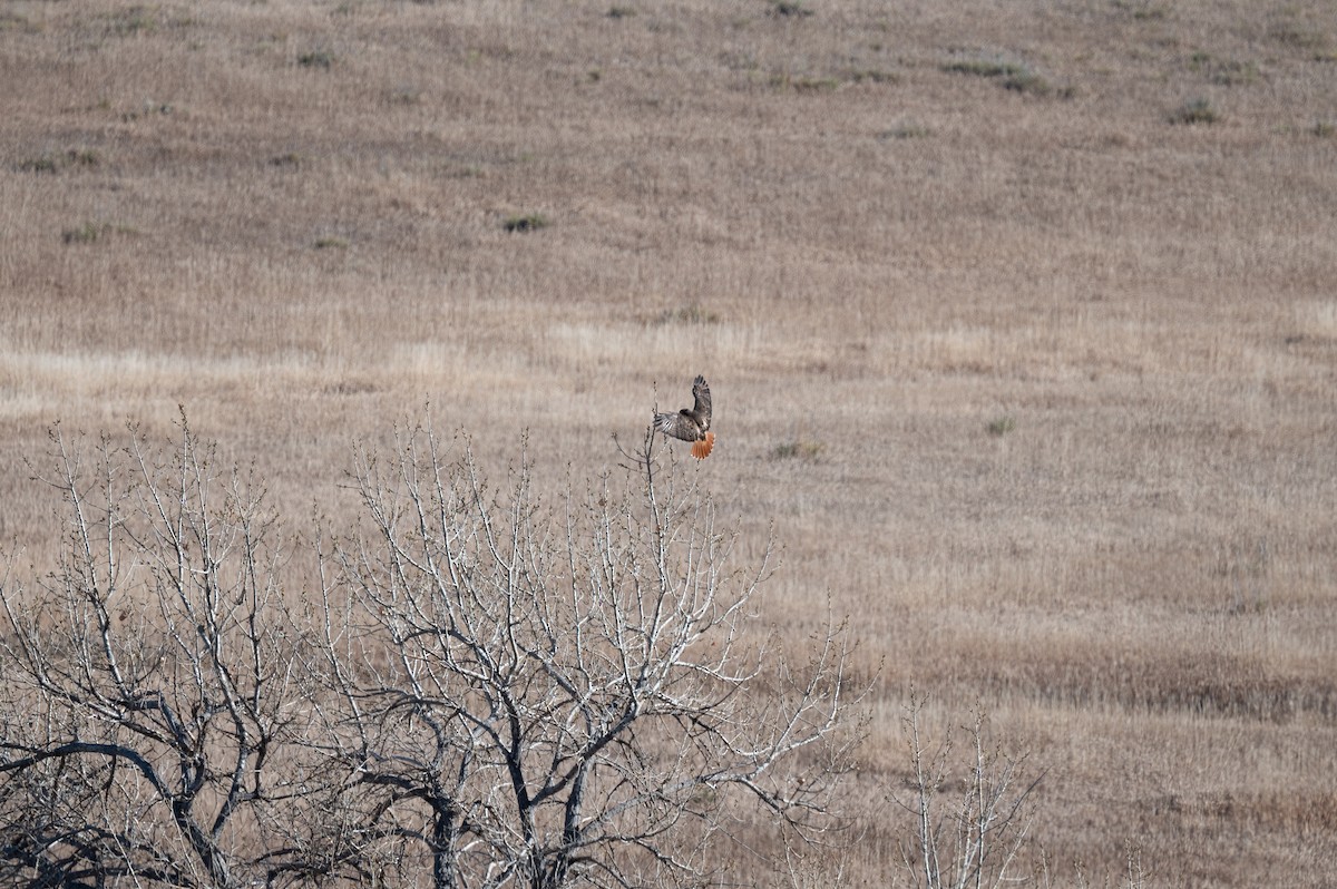 Red-tailed Hawk - ML612349842