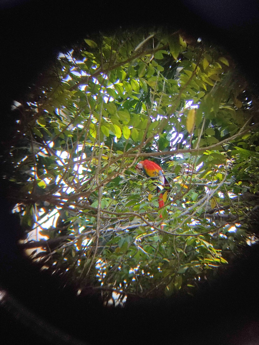 Scarlet Macaw - Harrison Bowers