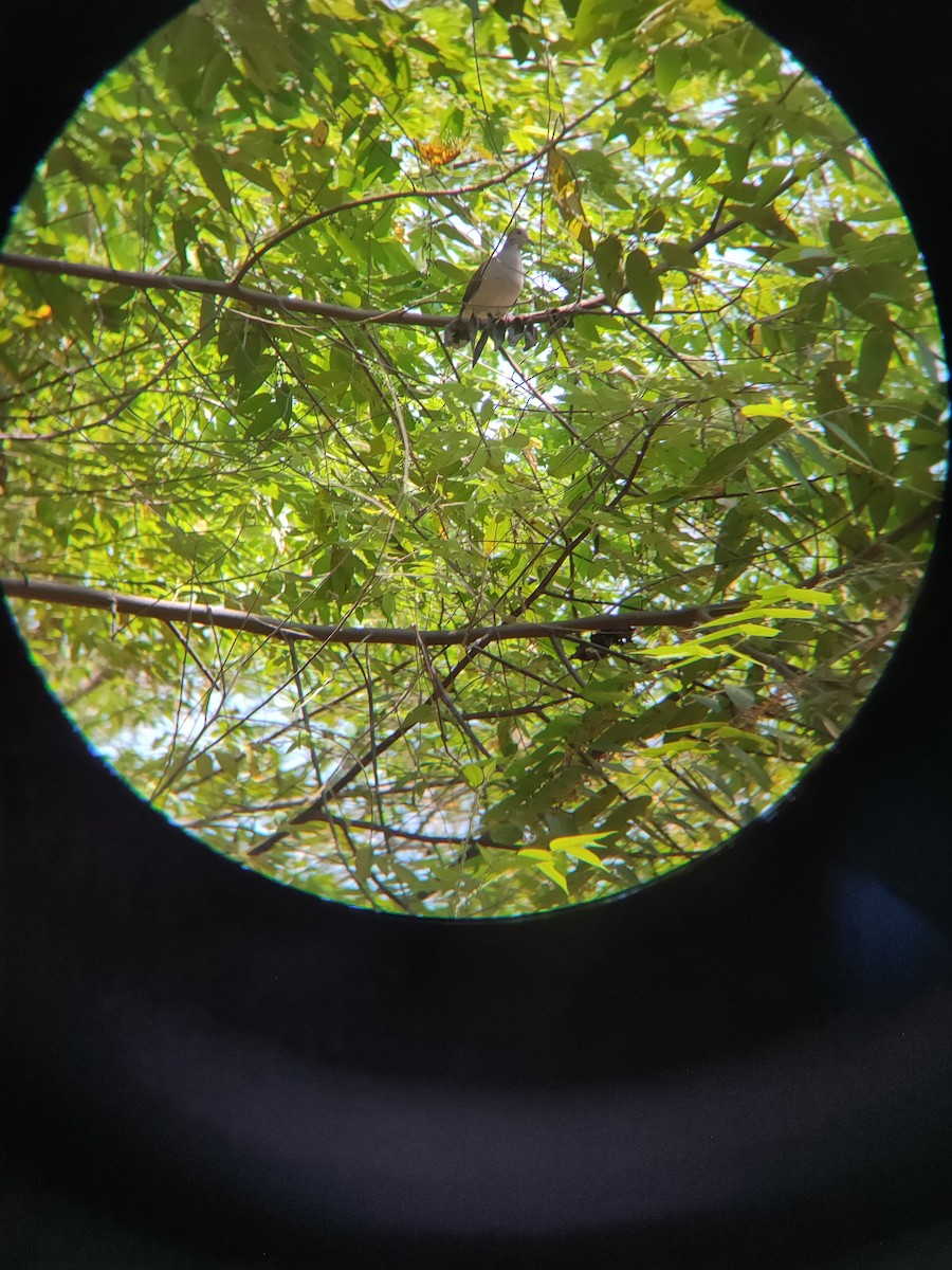 White-tipped Dove - Harrison Bowers