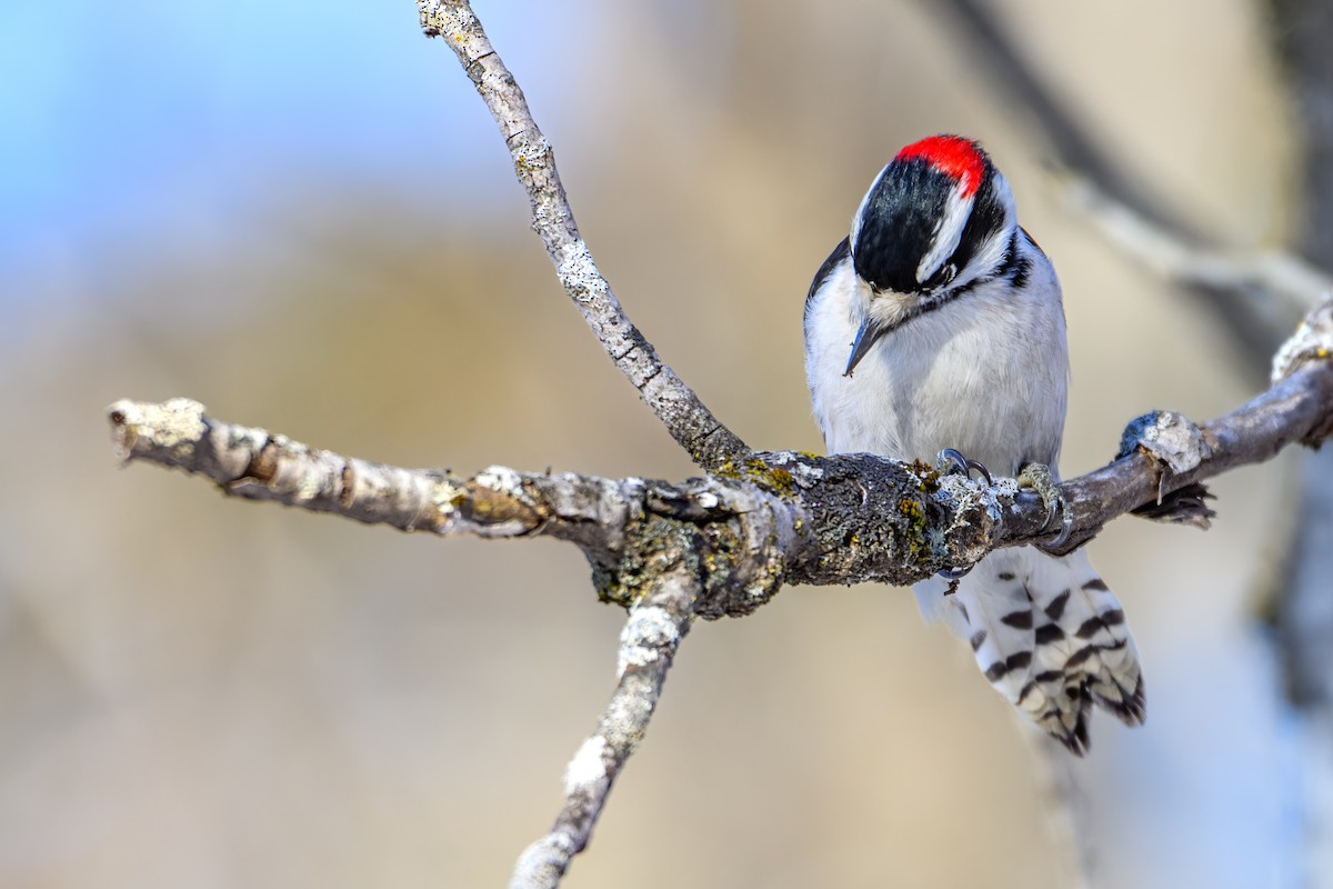 Downy Woodpecker - Simon Villeneuve