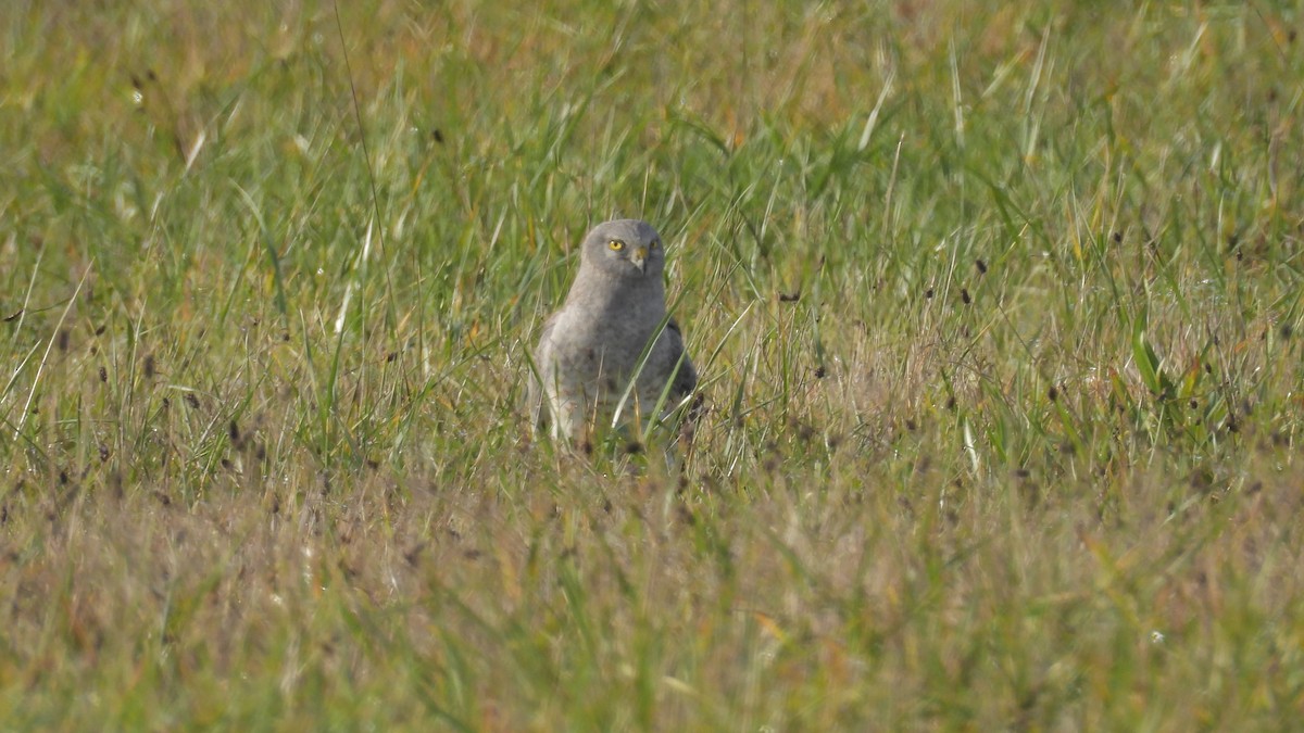 Northern Harrier - ML612350003