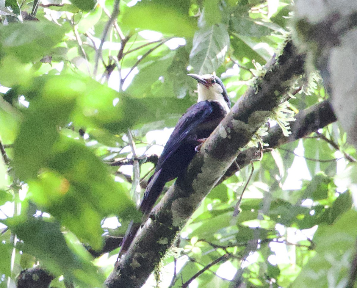 White-headed Woodhoopoe - ML612350017