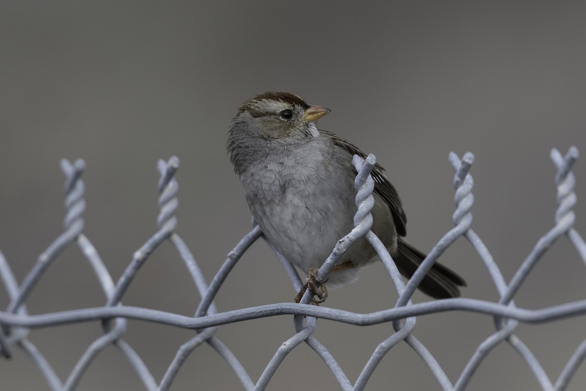 White-crowned Sparrow (Gambel's) - ML612350069